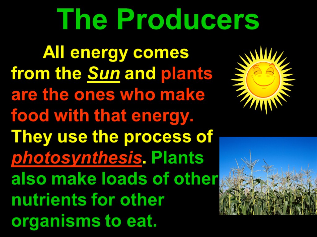 The Producers All energy comes from the Sun and plants are the ones who